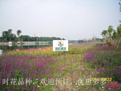 千屈菜花海